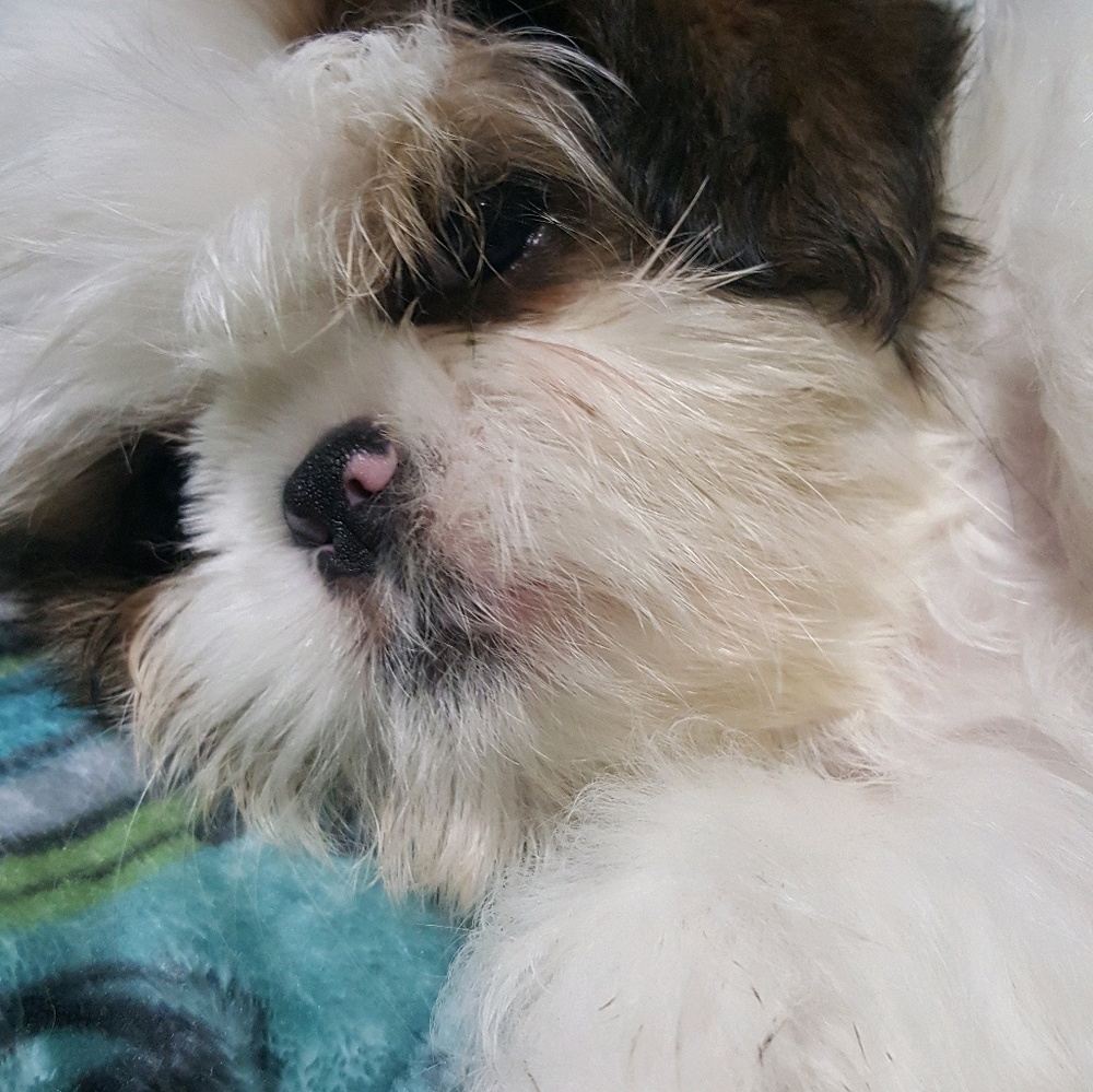 Meet your Posher, Lana